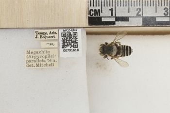 Media type: image;   Entomology 791618 Aspect: Labels